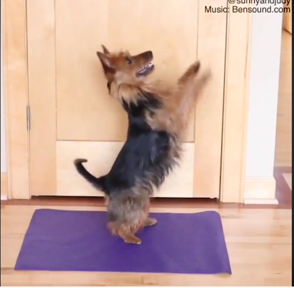 Đặc biệt hơn với màn thử thách các tư thế yoga: Đứng thăng bằng hai chân...