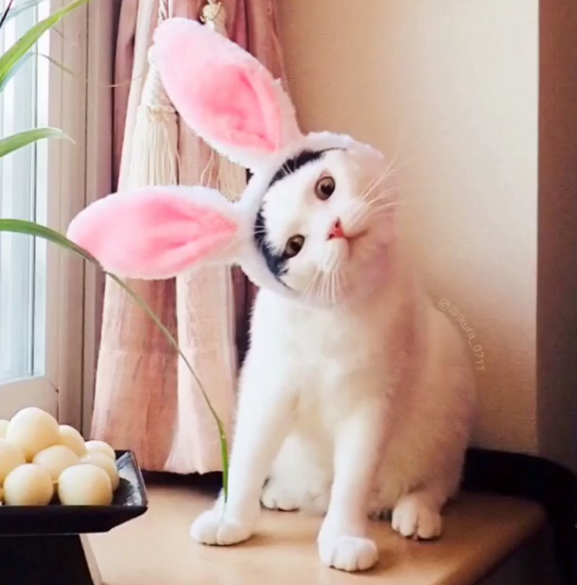 Dù là cosplay mùa lễ hội hay hóa thân chị thỏ hồng thì Ikura cũng diễn rất &quot;nhập tâm&quot;.