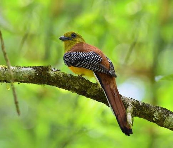 Chim Trogon ngực cam: Ưa thích những khu rừng cận nhiệt đới và có độ ẩm cao, loài chim này chủ yếu được tìm thấy ở khu vực Đông Nam Á.