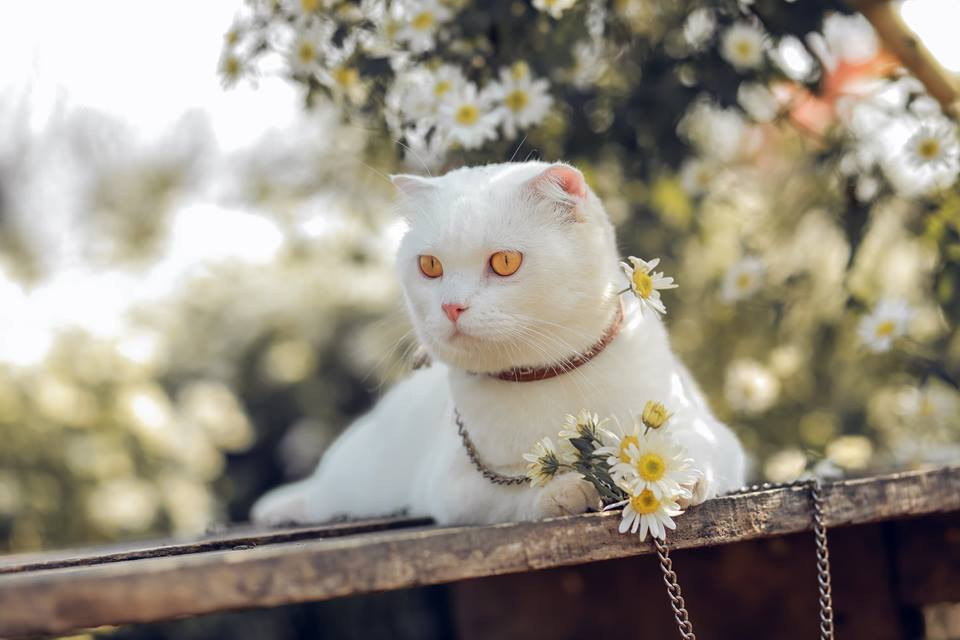 Trai đẹp bên cúc họa mi thế này đã đủ làm trái tim các "sen" liêu xiêu chưa nhỉ!