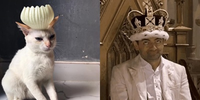 Mèo "Hoàng thượng" giá lâm!