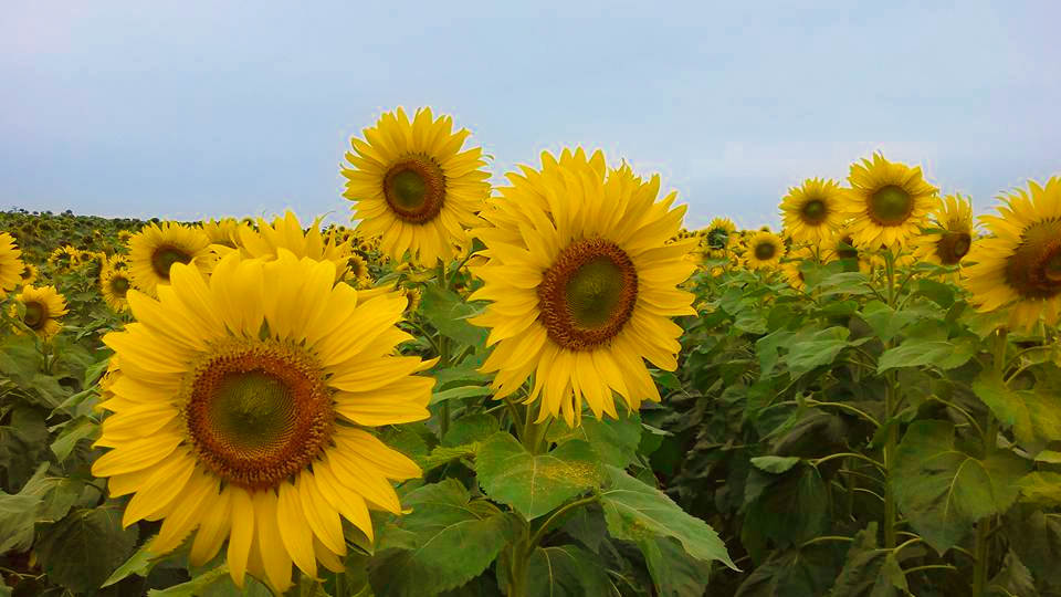 Nông trường rộng thênh thang có thể “selfie” ở bất kì góc nào.