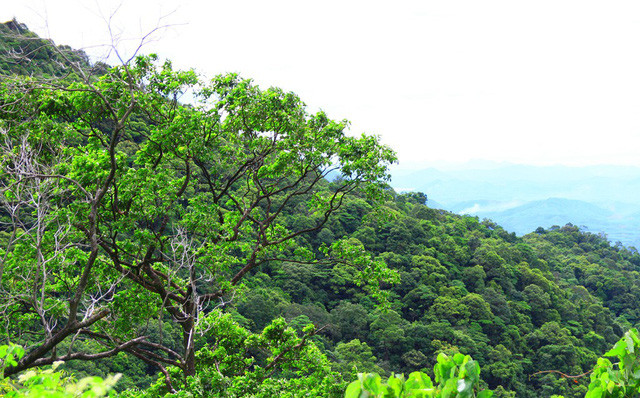 Khung cảnh đẹp như tranh tại Vườn Quốc gia Bạch Mã.