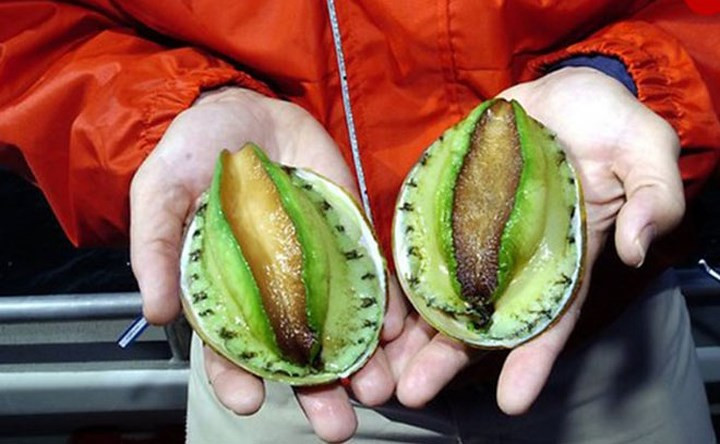 Được quảng cáo chứa hàm lượng dinh dưỡng cao nhất trong các loại hải sản, bào ngư viền xanh nhập khẩu đắt giá vì khan hiếm số lượng. (Ảnh: reddelibox)