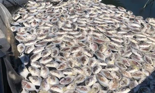 Cá chết nổi trắng bè thủy sản ở đặc khu Vân Đồn