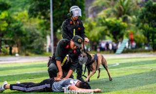 Xem cảnh khuyển diễn tập tấn công tội phạm vận chuyển ma túy và thuốc nổ