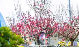 Lên xứ Lạng ngắm hoa hậu đào