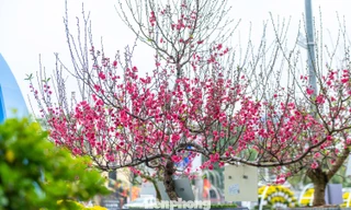 Lên xứ Lạng ngắm hoa hậu đào