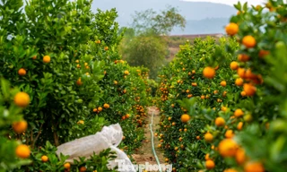 Vựa hoa Bình Khê được mùa, thương lái tấp nập đến mua cả vườn