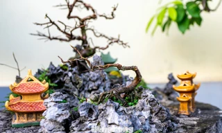 Mai vàng Yên Tử được 'spa' để bung nở đúng dịp Tết