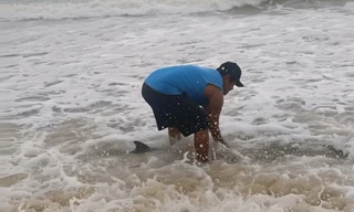 Phát hiện cá heo mắc cạn tại vùng biển TP Huế