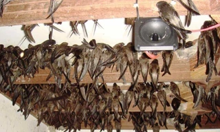 TP. Huế quy định những khu vực cấm nuôi chim yến