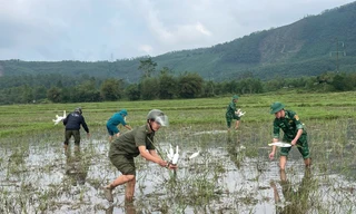 Huế mạnh tay với nạn săn bắt chim trời trái phép
