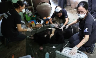 Những ‘bóng hồng’ chăm gấu giữa rừng Bạch Mã