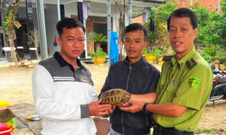 Sau mưa lũ, Kiểm lâm Huế liên tiếp tiếp nhận nhiều cá thể động vật quý hiếm