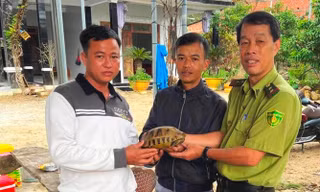 Sau mưa lũ, Kiểm lâm Huế liên tiếp tiếp nhận nhiều cá thể động vật quý hiếm