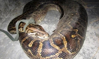 Gà kêu loạn trong đêm, người dân hoảng hốt phát hiện con vật hoang dã quý hiếm