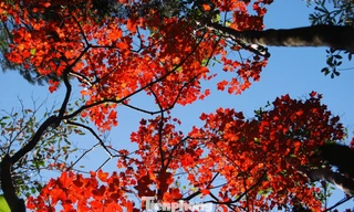 Mê mẩn vườn Xuân đỉnh Bạch Mã