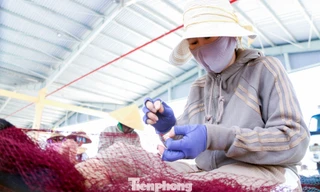 Mưu sinh bằng nghề đan lưới cá ở Đà Nẵng