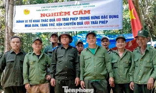 Đà Nẵng lập chốt chặn, ngăn phá rừng để thu hoạch quả ươi