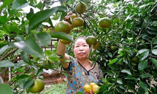 Thoát nghèo từ những 'khu vườn ngủ quên'