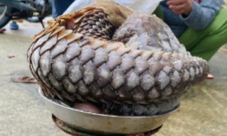 Tê tê quý hiếm dài gần 1 mét bò vào khu dân cư ở Đà Nẵng