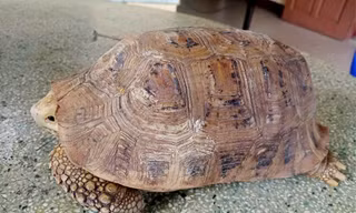 Người dân Đà Nẵng phát hiện rùa vàng quý hiếm liền gọi báo công an