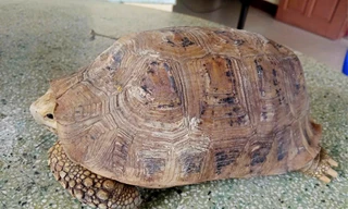 Người dân Đà Nẵng phát hiện rùa vàng quý hiếm liền gọi báo công an