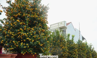 Quất được mùa, trái to như quýt, nhà vườn chốt đơn vèo vèo