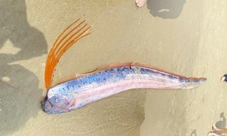 Cá hố rồng dạt vào bãi biển Đà Nẵng