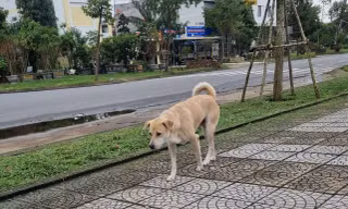 Chó, mèo thả rông sẽ đưa về khu nuôi nhốt tập trung
