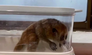 Động vật quý hiếm leo lên cục nóng điều hòa nhà dân ở Đà Nẵng