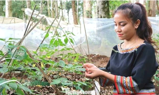 Người dân vùng cao Quảng Ngãi biến đại ngàn thành 'sinh kế xanh'