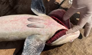 60 tấn cá bớp chết bất thường, thiệt hại hàng chục tỷ, nông dân Lý Sơn điêu đứng