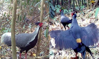 Phát hiện gà lôi quý hiếm ở Vườn quốc gia Chư Mom Ray