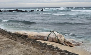 Cá voi ‘khủng’ dài 10m dạt vào đặc khu Lý Sơn giữa bão số 10