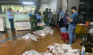 Công an Quảng Ngãi siết chặt các lò mổ, ngăn lợn bệnh tuồn ra chợ trong dịp Tết