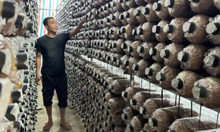 Từ gian khó vươn lên, nông dân Quảng Ngãi mở lối thoát nghèo nhờ trồng nấm bào ngư