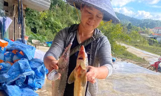 Lũ ống ở Quảng Ngãi làm chết 45 tấn cá tầm, thiệt hại gần 8 tỷ đồng