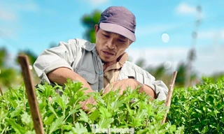 Mưa kéo dài, thủ phủ hoa cúc miền Trung 'đứng ngồi không yên'