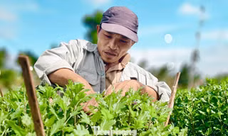 Mưa kéo dài, thủ phủ hoa cúc miền Trung 'đứng ngồi không yên'