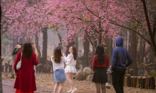 Du khách nườm nượp đổ về Măng Đen ngắm hoa anh đào nở rộ