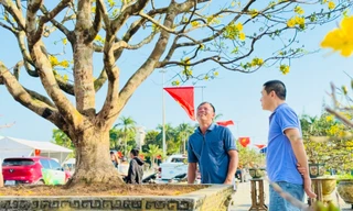 Mai vàng 'ngũ phúc' tiền tỷ ở Quảng Ngãi: Đế tứ diện, dáng thế không tì vết