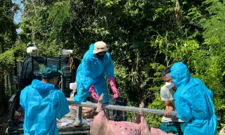 Quảng Ngãi: Dịch tả lợn bùng phát dữ dội, gần 30 tấn bị tiêu hủy