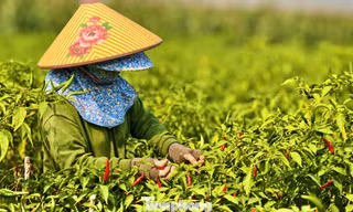 Ớt được mùa, vì sao nông dân trắng tay?