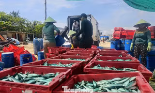Ngư dân Quảng Ngãi trúng đậm cá nục