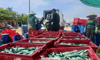 Ngư dân Quảng Ngãi trúng đậm cá nục