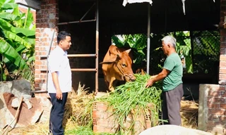 Thoát nghèo bền vững ở Quảng Ngãi với 'ngân hàng bò'
