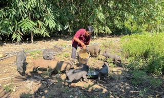 Thoát nghèo bền vững: Câu chuyện từ Đông Trà Bồng