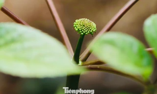 Mùa 'báu vật đại ngàn' thức giấc